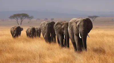 The Best Regions to See Wildlife in East Africa